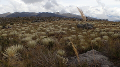 Espeletia congestiflora
