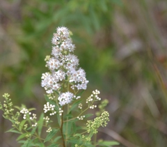 Spiraea alba alba