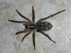 Lycosidae