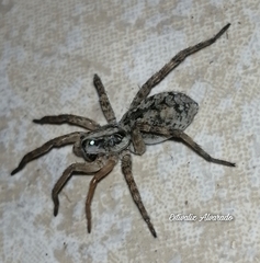Lycosidae