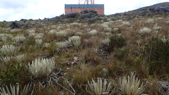 Espeletia congestiflora