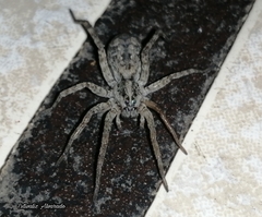 Lycosidae