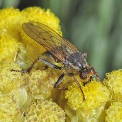 Scathophaga litorea