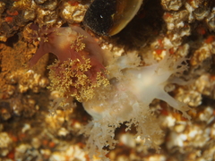 Dendronotus