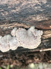 Schizophyllineae