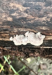 Schizophyllineae