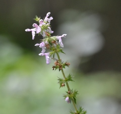 Stachys hispida