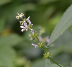 Stachys hispida