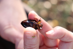 Dytiscus circumflexus