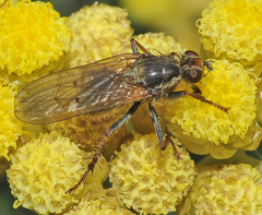 Scathophaga litorea