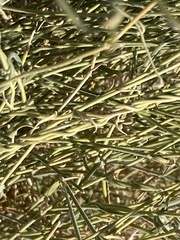Funastrum hirtellum