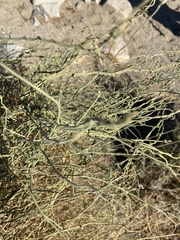 Funastrum hirtellum