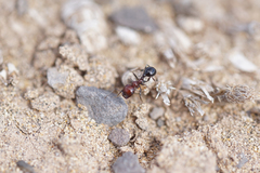 Messor minor hesperius