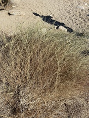 Funastrum hirtellum