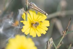Andrena aegyptiaca