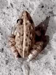 Fejervarya cancrivora