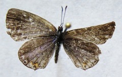 Cupido comyntas texana