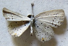 Cupido comyntas texana