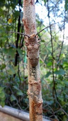 Oncideres albipilosa