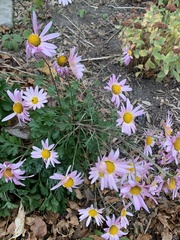 Senecio glastifolius