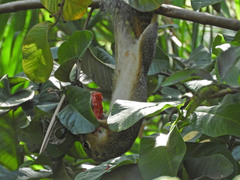 Heliosciurus gambianus