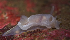 Goniodoris nodosa