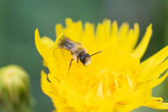 Andrena vachali