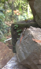 Sphenomorphus dussumieri