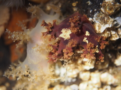 Dendronotus
