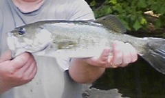 Micropterus cataractae