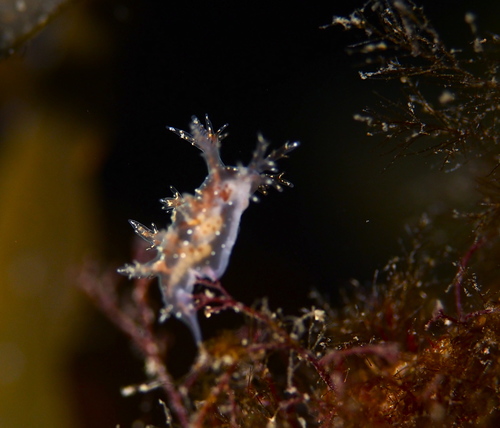 Bushy-backed Nudibranch
