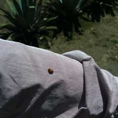 Hippodamia convergens