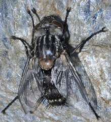 Spallanzania rectistylum