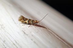 Phyllonorycter emberizaepenella