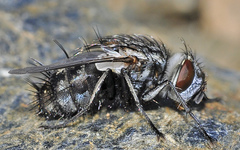 Spallanzania rectistylum