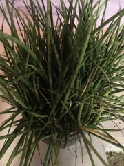 Sansevieria cylindrica