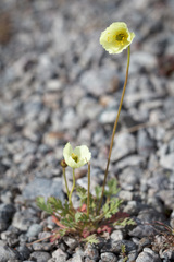 Papaver lapponicum