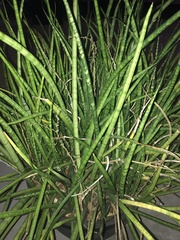 Sansevieria cylindrica