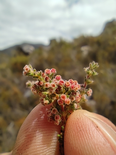 Erica altiphila