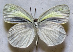 Eurema daira eugenia