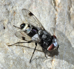 Sphenometopa fastuosa