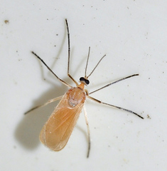 Stefaniola salsolae