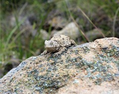 Phrynosoma braconnieri