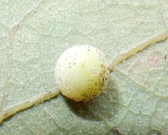 Atrusca unica