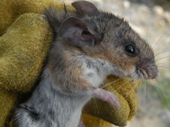 Peromyscus labecula