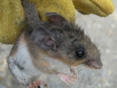Peromyscus labecula