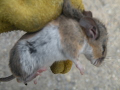 Peromyscus labecula