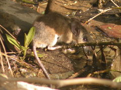 Peromyscus labecula