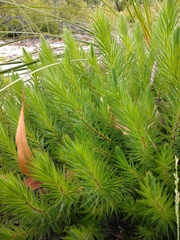 Melichrus procumbens