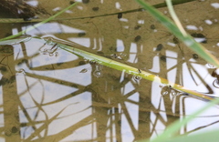 Limnoporus notabilis